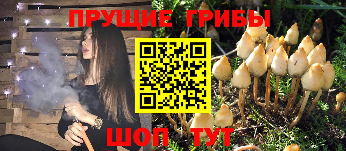 Галлюциногенные грибы Psilocybine cubensis Тында
